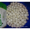 2019 Fresh New Crop Pure White Garlic